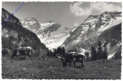 Bad Gastein, Radeckalpe mit Ankogel