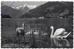 Zell am See, Idyll am Zeller See mit Kitzsteinhorn