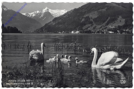 ak122520 Zell am See, Idyll am Zeller See mit Kitzsteinhorn