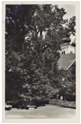 Millstatt, 1000jährige Linde