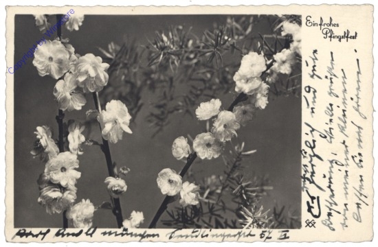 ak123571 Blühende Zweige