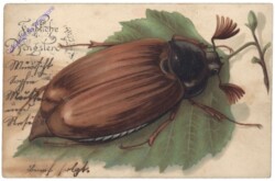 ak123584 Käfer