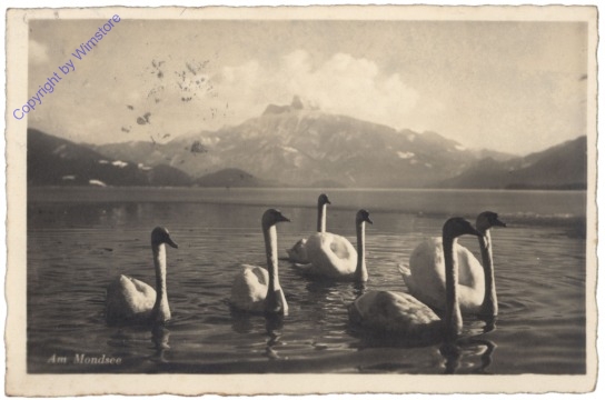 Mondsee, Schwäne am See