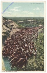 Rounding up a herd