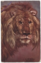 ak124453 Löwe