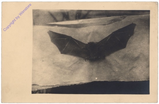 Fledermaus