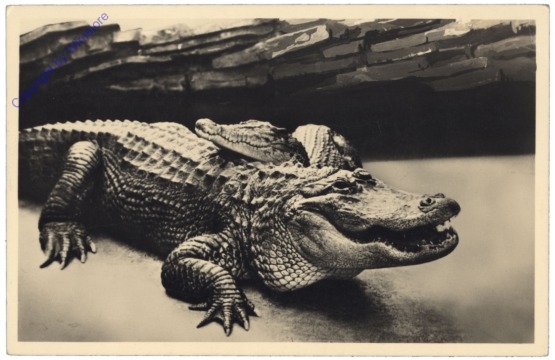 Alligator