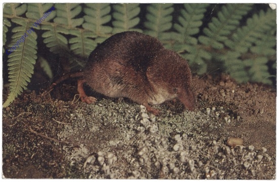 ak124469 Waldspitzmaus - Common Shrew