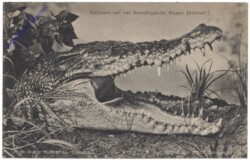 Krokodil, Embleem van het Soerabajasche