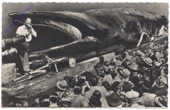 ak124475 Wal - Greetings form Jonah the giant whale