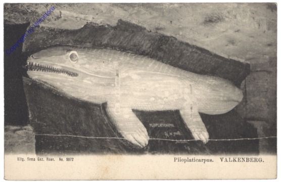 Plioplaticarpus, Valkenberg