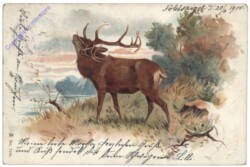 Hirsch