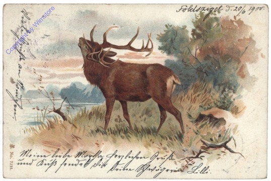 Hirsch