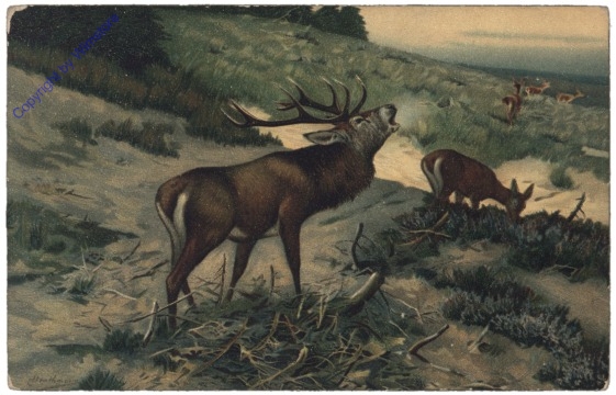 Hirsch "Herausforderung"
