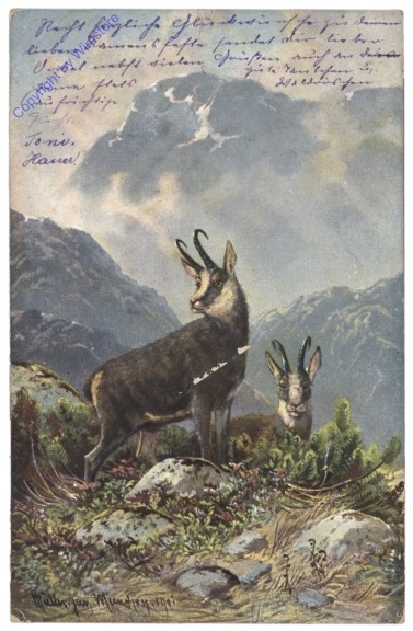 Gämse