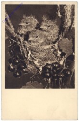 Im Nest