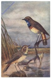 Blaukehlchen