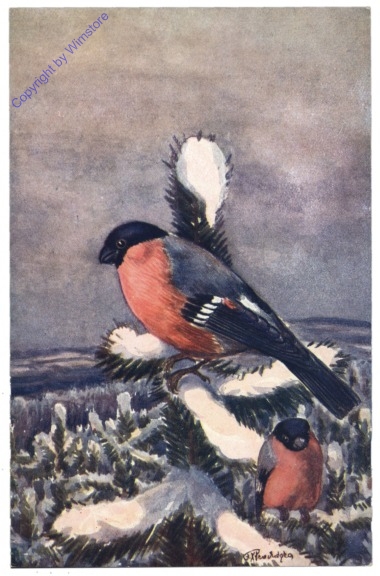 Gimpfel (Dompfaff, Blutfink)