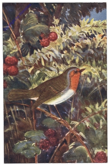 Rotkehlchen