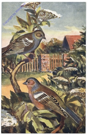 Buchfink
