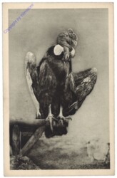 Wien 13, Schönbrunn, Menagerie, Kondor