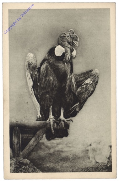 ak124521 Wien 13, Schönbrunn, Menagerie, Kondor