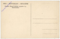 Wien 13, Schönbrunn, Menagerie, Kondor