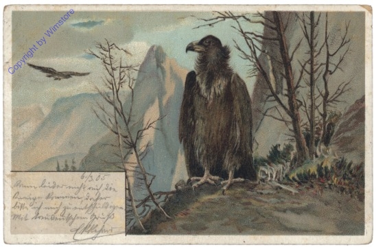 Raubvogel