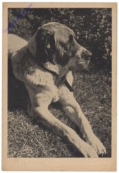 Liegender Hund