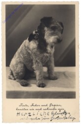 Sitzender Hund