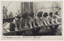 Welpen auf einer Bank