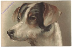 Hundekopf