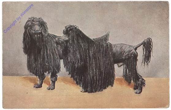 Zwei Hunde
