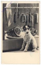 Hund vor Fleischtheke