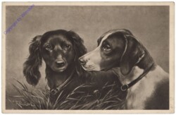 ak124547 Zwei Hunde