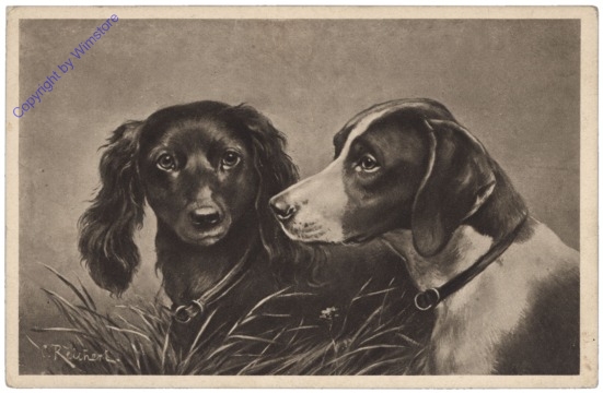 Zwei Hunde