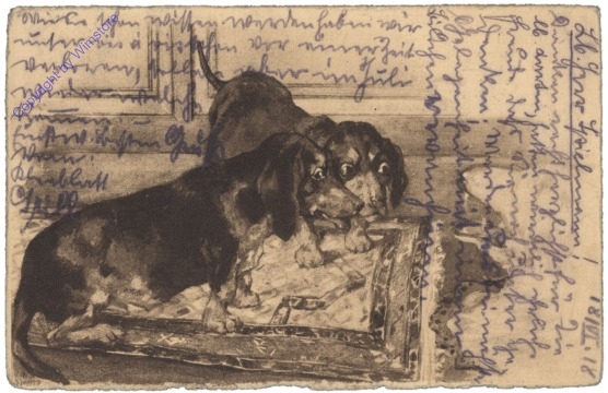 Zwei Hunde