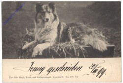 Collie