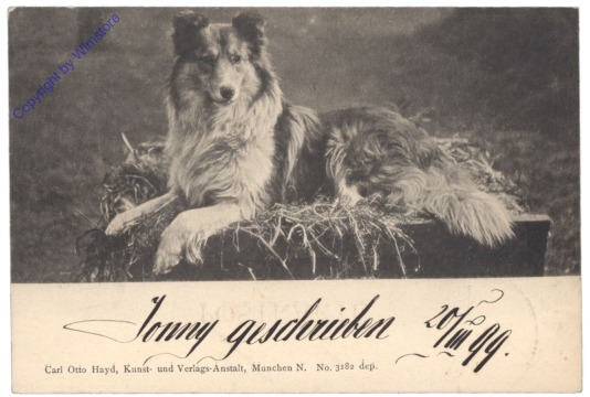 Collie