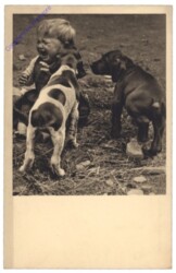 Kleinkind mit zwei Hunden