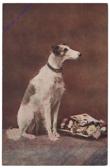 Sitzender Hund