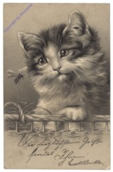 ak124605 Katze mit Biene