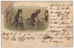 Katzen auf Fahrrädern