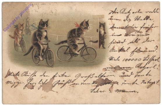 ak124647 Katzen auf Fahrrädern