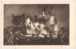 Katzen im Korb