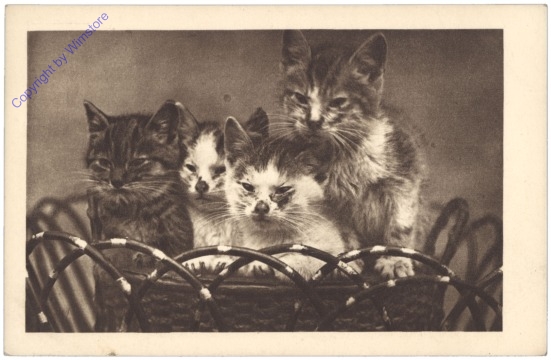 ak124650 Katzen im Korb