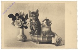 Katzen in einer Schale