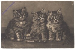 3 Katzen mit toter Maus
