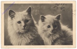 Zwei Katzen