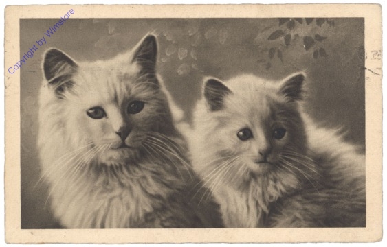 Zwei Katzen